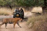 4 Tage Goldenes Dreieck und Ranthambore-Tigersafari ab Delhi
